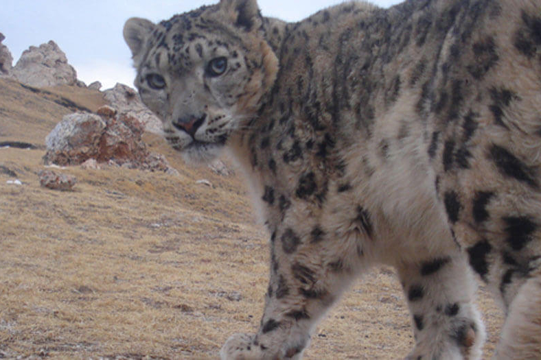 Snow Leopard Trust